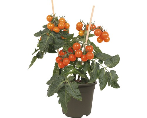 Tomate cerise FloraSelf Solanum lycopersicum pot Ø 14 cm