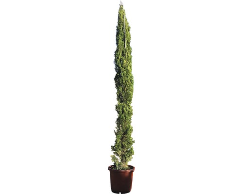 Mittelmeer-Zypresse 'Totem' FloraSelf Cupressus sempervierens 'Totem' H 180-200 cm Co 30 L