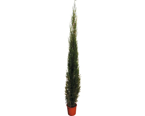Cyprès méditerranéen 'Pyramidalis' FloraSelf Cupressus sempervierens 'Pyramidalis' H 160-180 cm Co 15 l