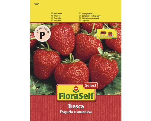 Fraisier 'Fresca' FloraSelf semences non-hybrides semences de légumes