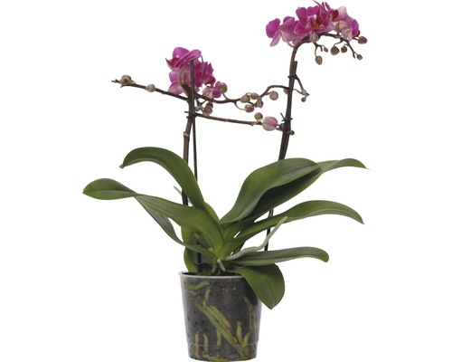 Orchidée papillon FloraSelf Phalaenopsis-Cultivars multiflora h 30-40 cm pot Ø 9 cm rose