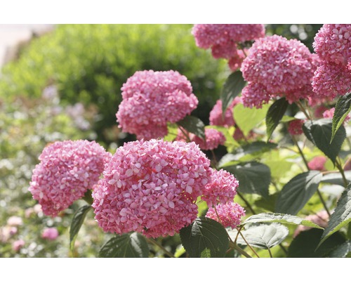 Hortensia boule de neige, hortensia arbustif Hydrangea arborescens 'Pink Annabelle' h 15-30 cm Co 3 l
