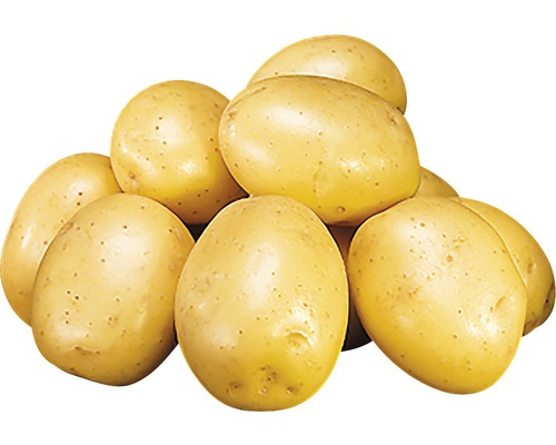 Plants de pommes de terre Gala, 5 kg