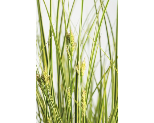 Laîche décorative FloraSelf Carex brunnea 'Lady Sunshine' h 10 - 30 cm Co 3 l (3 pces)