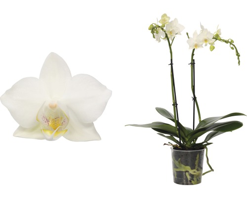 Engrais pour orchidées - HORNBACH Luxembourg