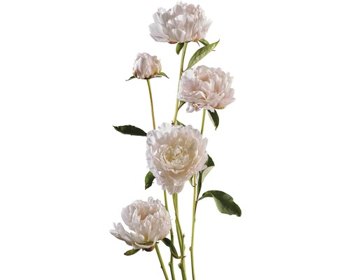 Pfingstrose FloraSelf Paeonia lacitfolia Co 3,5 L (3 Stk.) weiß