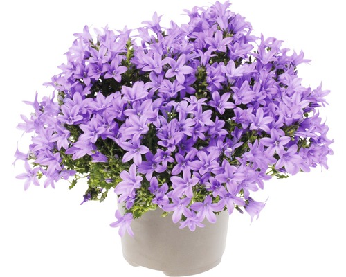 Glockenblume FloraSelf Campanula portenschlagiana 'Lavender' Ø 20 cm Topf