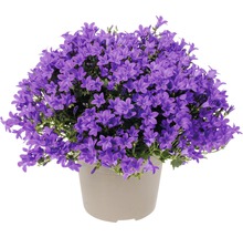 Campanule FloraSelf Campanula portenschlagiana 'Intens Purple' pot Ø 20 cm-thumb-0