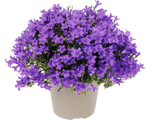 Glockenblume FloraSelf Campanula portenschlagiana 'Intens Purple' Ø 20 cm Topf