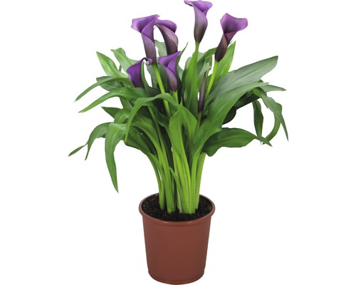 Arum FloraSelf Zantedeschia 'Paco' H 40-45 cm pot Ø 13 cm violet