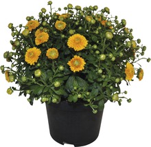 Chrysanthème FloraSelf Chrysanthemum indicum h 30-40 cm pot de 17 cm de Ø assorti-thumb-0