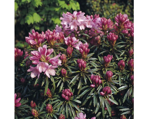 Rhododendron sauvage FloraSelf Rhododendron ponticum 'Graziella' H 30-40 cm Co 6 l