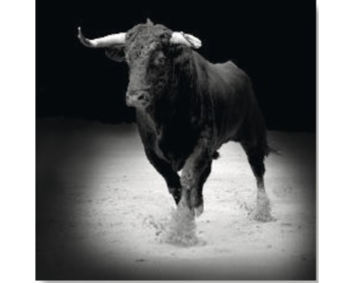 Tableau sur toile Fighting Bull 40x40 cm