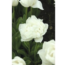Bulbes FloraSelf tulipe Double La te 'Mount Tacoma' blanc 7 pces-thumb-2
