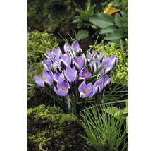 Bulbes de crocus FloraSelf 'Spring Beauty', 12 pièces-thumb-2