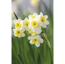 Bulbes FloraSelf narcisses Tazetta 'Minnow' blanc-jaune 6 pces-thumb-6