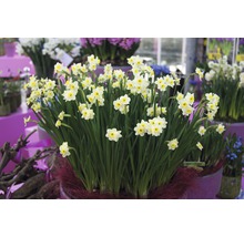 Bulbes FloraSelf narcisses Tazetta 'Minnow' blanc-jaune 6 pces-thumb-7