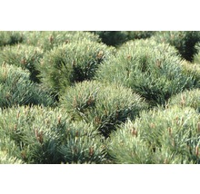 Pin sylvestre bleu FloraSelf Pinus sylvestris 'Watereri' H 40 cm pot 10 l-thumb-1
