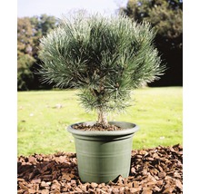 Pin sylvestre bleu FloraSelf Pinus sylvestris 'Watereri' H25-30 cm pot 3,7 l-thumb-0