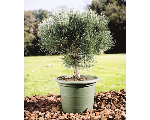 Pin sylvestre bleu FloraSelf Pinus sylvestris 'Watereri' H25-30 cm pot 3,7 l-0