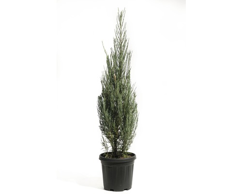 Genévrier Juniperus Virginia Blue Arrow H 100-125cm