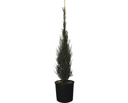 Wacholder FloraSelf Juniperus communis H 100-110 cm Co 15 L