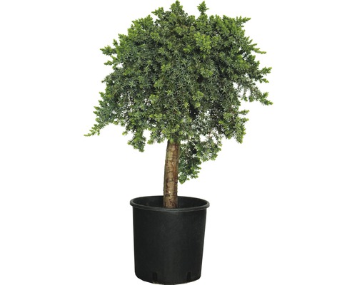 Genévrier FloraSelf Juniperus conferta 'Blue Pacific' arbuste H 40-60 cm Co 12 l