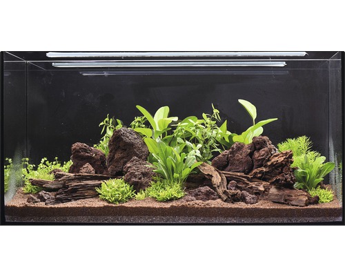 Pack de plantes aquatiques L «Wild Jungle» pour aquarium d'env. 80 l 15 pots
