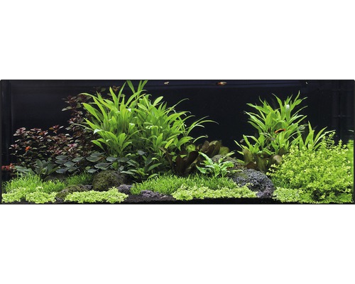 Pack de plantes aquatiques XXL «Hygrophilia Creek» pour aquarium de 120 l 25 pots