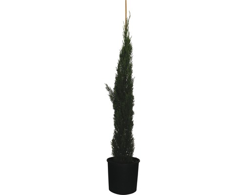 Cyprès méditerranéen 'Totem' FloraSelf Cupressus sempervirens 'Totem' H 150-170 cm Co 18 l