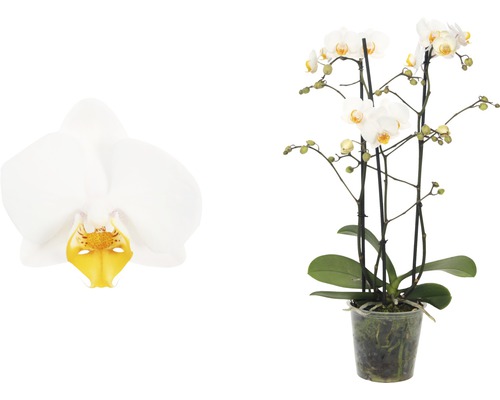 Orchidée papillon FloraSelf Phalaenopsis Hybride H 45-55 cm pot Ø 12 cm 3 panicules