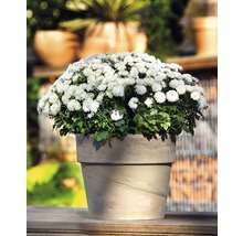 Pot de fleurs Spang Calima Argile Ø 32 H 28 cm granite-thumb-1