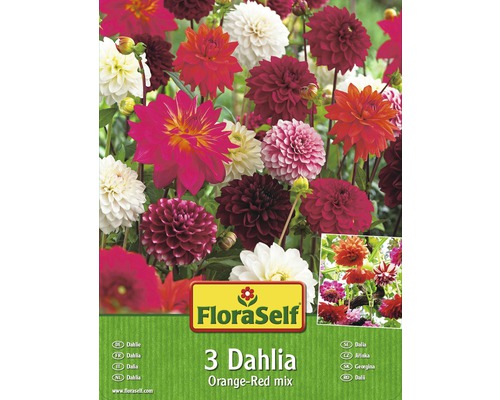 Bulbes de dahlias FloraSelf 'Orange/rouge Blend' 3 pièces