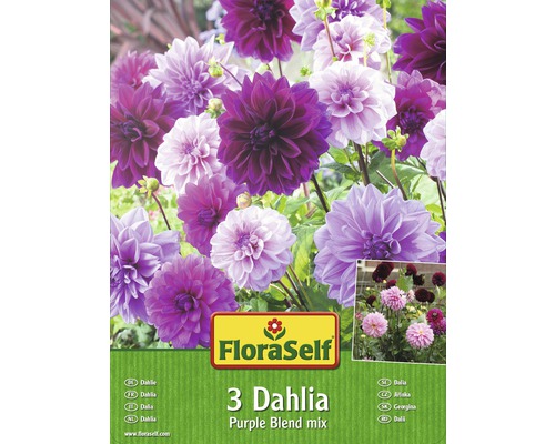 Bulbes de dahlias FloraSelf 'Purple Blend Mix' 3 pièces