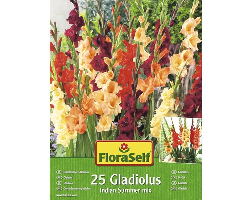 Bulbes de glaïeuls FloraSelf 'Indian Summer' 25 pièces