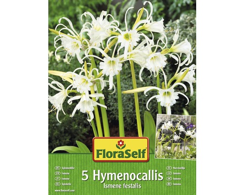 Bulbes d’Hymenocallis/Lycoris FloraSelf 'Festalis' 5 pièces