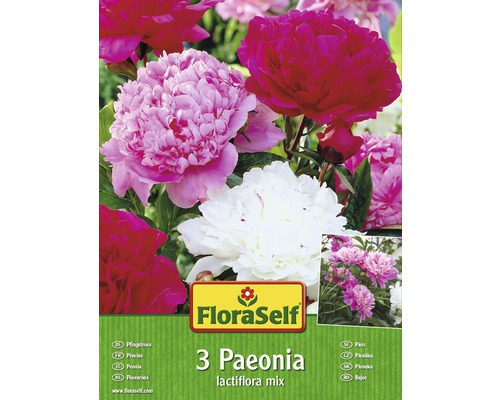 Bulbes de pivoine/Paeonia FloraSelf mélange 3 pièces