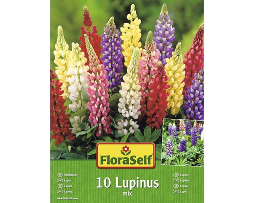 Bulbes de lupins FloraSelf mélange 10 pièces
