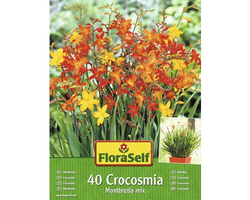 Bulbes de Montbretia FloraSelf Crocosmia mélange 40 pièces