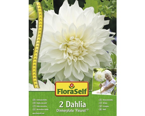 Blumenzwiebel FloraSelf Dahlie 'Fleurel' 2 Stk - HORNBACH Luxemburg
