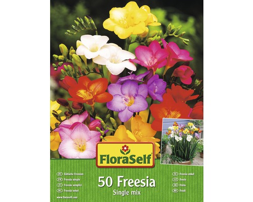Bulbes de freesia FloraSelf 'mélange simple' 50 pièces