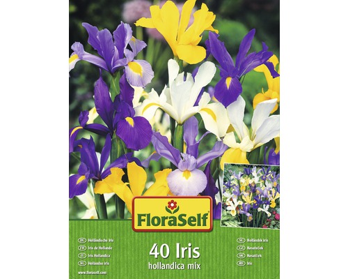 Bulbes d’iris hollandica FloraSelf mélange 40 pièces