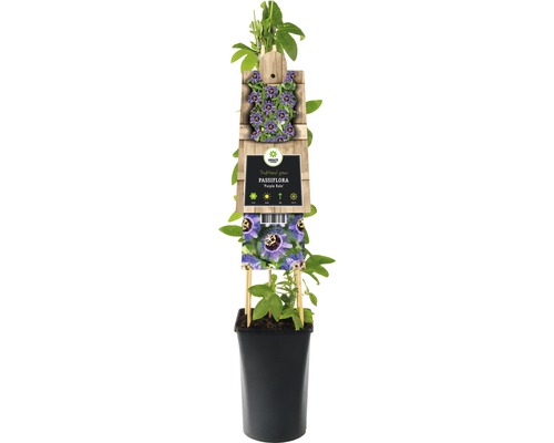 Fleur de la passion FloraSelf Passiflora-Cultivars « Purple Rain » H 50-70 cm Co 2,3 l Fleur de la passion FloraSelf Passiflora-Cultivars « Purple Rain » H 50-70 cm Co 2,3 l