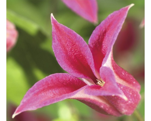 Clématite FloraSelf Clematis-Cultivars 'Princess Diana' H 50-70 cm Co 2,3 l