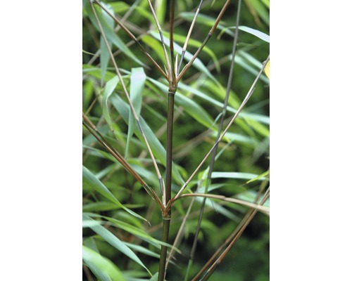 Bambou de jardin Fargesia murielae 'Asian Wonder' H 60-80 cm Co 6 L