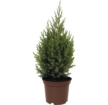 Kegelwacholder FloraSelf Juniperus chinensis 'Stricta' H 20-30 cm Co 2 L-thumb-1