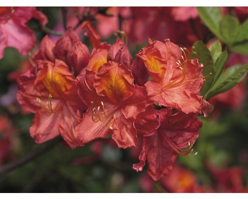 Azalée Rhododendron luteum 'Juanita' H 30-40 cm Co 5 L