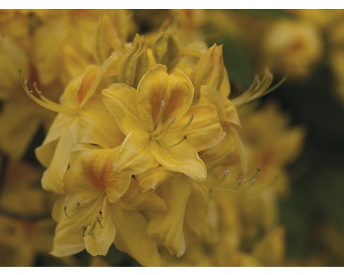 Azalée Rhododendron luteum 'Golden Sunset' H 30-40 cm Co 5 L