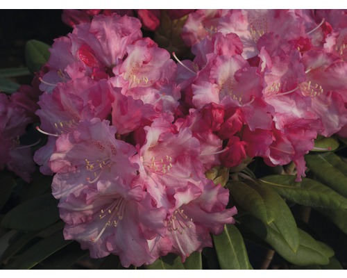 Rhododendron boule Rhododendron degronianum ssp. yakushimanum 'Marlis' H 30-40 cm Co 5 L