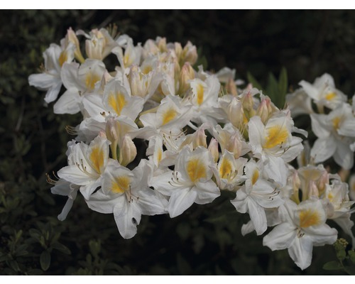 Azaleé pontique Rhododendron luteum 'Or des neiges' H 30-40 cm Co 5 L